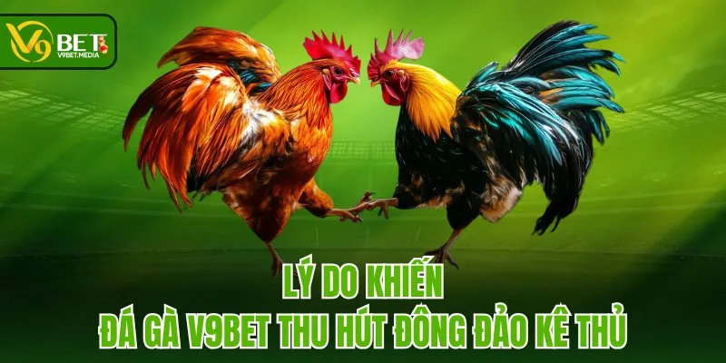 Lý do khiến Đá Gà V9BET thu hút đông đảo kê thủ