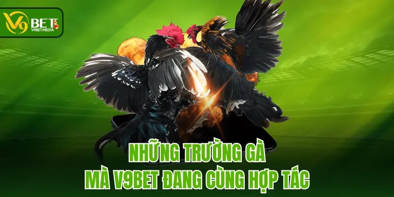 Những trường gà mà V9BET đang cùng hợp tác