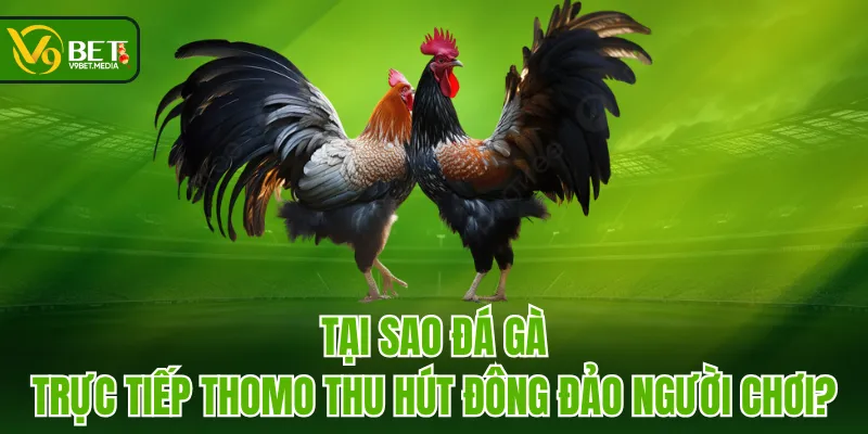 Tại sao đá gà trực tiếp Thomo thu hút đông đảo người chơi?