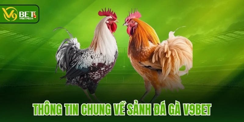 Thông tin chung về sảnh Đá Gà V9BET